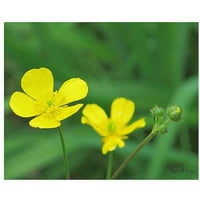 Трговска марка уметност Buttercup Canvas Art by Kathie McCurdy, 24x32
